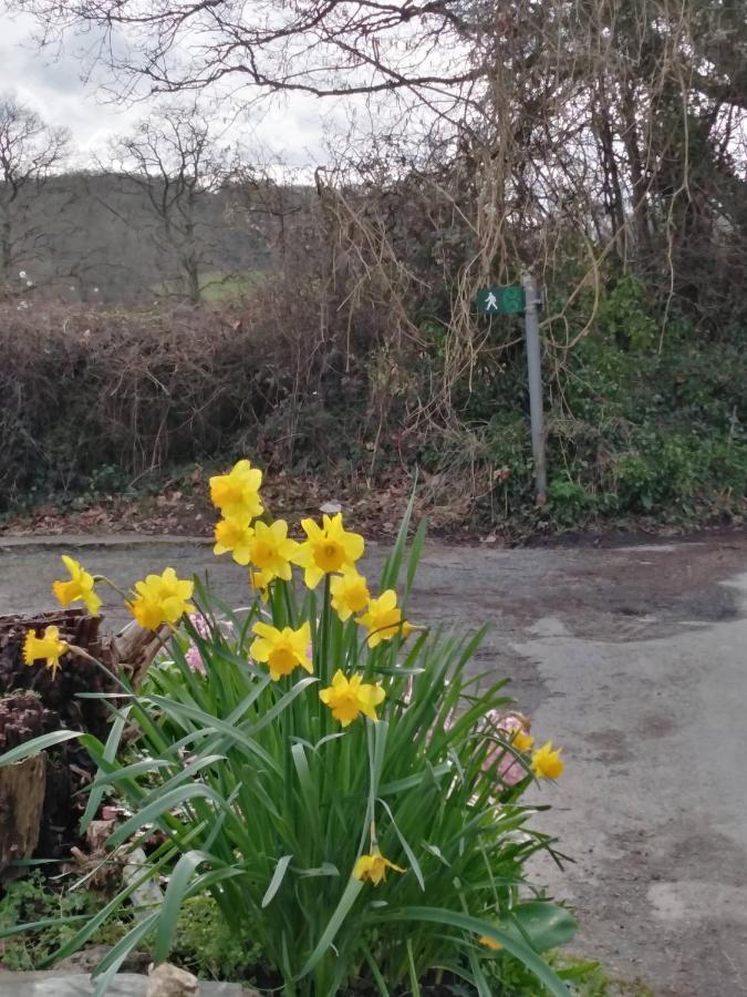 Llechryd The Mill Cottage מראה חיצוני תמונה
